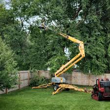 Best Tree Maintenance Programs  in Sherrelwood, CO
