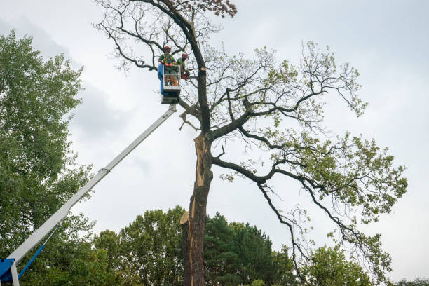 Best Emergency Tree Removal  in Sherrelwood, CO