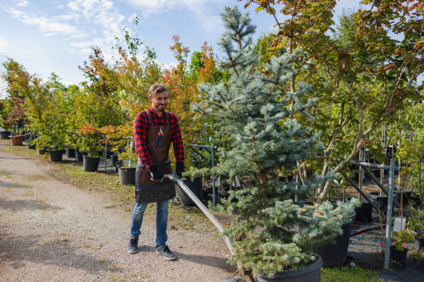 Best Hazardous Tree Removal  in Sherrelwood, CO